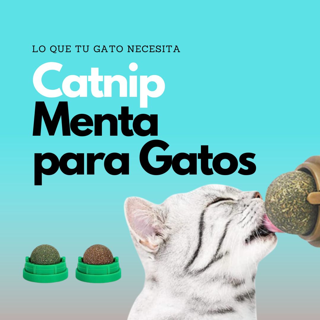 Catnip Menta para gatos